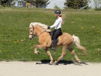 Lótus frá ingbrekku