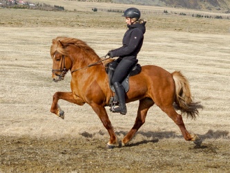 Hávar frá Óskarshóli